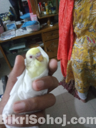 Bazrigar